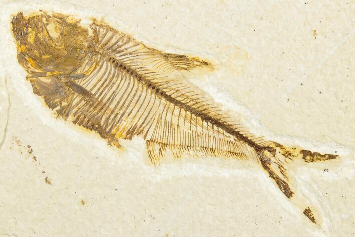 Fossil Fish (Diplomystus) - Wyoming #346956
